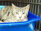 Adopt Florey a Domestic Shorthair / Mixed (short coat) cat in Vineland