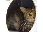 Adopt Tolkien a Domestic Shorthair / Mixed (short coat) cat in Vineland