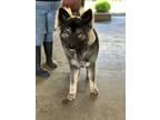 Adopt BALOO a German Shepherd Dog / Mixed dog in Lindsay, CA (41551710)