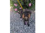 Adopt Roxy a Thai Ridgeback / Mixed dog in Lindsay, CA (41541273)