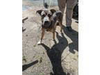 Adopt KEEGAN a American Pit Bull Terrier / Mixed dog in Lindsay, CA (41513276)