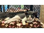 Adopt Skye a Domestic Shorthair / Mixed (short coat) cat in Fallbrook