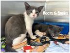 Adopt Boots a Domestic Shorthair / Mixed (short coat) cat in Fallbrook
