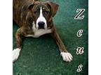 Adopt Zeus a American Pit Bull Terrier / Mixed dog in Springfield, TN (41551702)