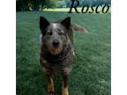 Adopt Rosco a Cattle Dog / Mixed dog in Springfield, TN (41551701)