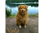 Adopt Nala a Cattle Dog / Border Collie / Mixed dog in Springfield