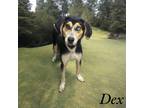 Adopt dex a Hound (Unknown Type) / Mixed dog in Springfield, TN (41551697)