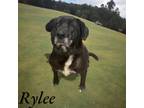 Adopt Rylee a Labrador Retriever / Mixed dog in Springfield, TN (41551696)