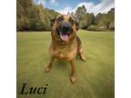 Adopt luci a German Shepherd Dog / Mixed dog in Springfield, TN (41551695)