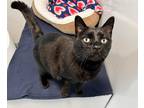 Adopt Luther a Domestic Shorthair / Mixed (short coat) cat in Monroe