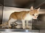 Adopt Macie a Domestic Shorthair / Mixed (short coat) cat in Giddings