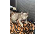 Adopt Dolly a Domestic Shorthair / Mixed (short coat) cat in Napa, CA (41551805)