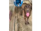 Adopt JK Travis a Labrador Retriever / Mixed dog in Wharton, TX (41551804)