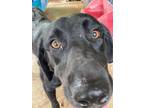 Adopt JK Taylor a Labrador Retriever / Mixed dog in Wharton, TX (41551803)