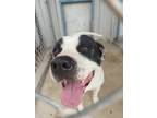 Adopt Popi(Road Runner) a American Pit Bull Terrier / Mixed dog in Brownwood