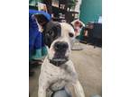 Adopt Pirate a Boxer / Mixed Breed (Medium) / Mixed dog in Rockport