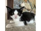 Adopt Joel a Black & White or Tuxedo Domestic Shorthair (short coat) cat in Port