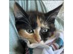 Adopt Mayhem a Calico or Dilute Calico Domestic Shorthair (short coat) cat in