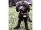 Adopt Lil Bit a Miniature Poodle / Mixed dog in Brooklyn, NY (41550917)