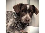 Adopt Samika a German Shorthaired Pointer dog in Yankton, SD (41539982)