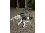 Adopt Simon a Gray, Blue or Silver Tabby Tabby / Mixed (short coat) cat in Key