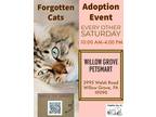 Adopt Willow Grove PetSmart Adoption Event 5/25 a American Shorthair / Mixed