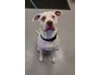 Adopt Granger Yrly 173 a American Pit Bull Terrier / Mixed dog in Sidney