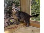 Adopt Toby a Domestic Mediumhair / Mixed (medium coat) cat in Hoover
