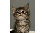 Adopt Sophie a Domestic Mediumhair / Mixed (medium coat) cat in Hoover