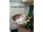 Adopt Prince Albert a Domestic Shorthair / Mixed (short coat) cat in Hoover