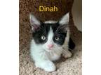 Adopt Dinah a Domestic Shorthair / Mixed (short coat) cat in Hoover