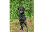 Adopt Willy a Mixed Breed (Medium) / Mixed dog in Glenfield, NY (41541280)