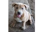 Adopt Jumanji a Rhodesian Ridgeback / Australian Cattle Dog / Mixed dog in