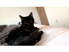 Adopt Bagheera a All Black Bombay / Mixed (short coat) cat in Hiawatha