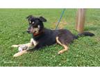 Adopt Ryder a Black - with Tan, Yellow or Fawn German Shepherd Dog dog in