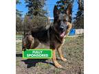 Adopt Lou a Shepherd (Unknown Type) / Mixed dog in Edmonton, AB (41478304)