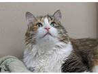 Adopt Baby a Domestic Mediumhair / Mixed cat in Edmonton, AB (41528352)