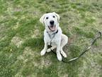 Adopt Everest a Great Pyrenees / Mixed dog in Edmonton, AB (41546491)