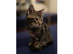 Adopt Pluto a Domestic Shorthair / Mixed cat in Duncan, BC (41548890)