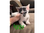 Adopt Iggy a White (Mostly) Domestic Shorthair / Mixed (short coat) cat in Fern