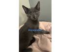 Adopt Alexander's a Gray or Blue Russian Blue (short coat) cat in Fern Park
