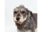 Adopt Gigi a Schnauzer (Standard) / Mixed dog in San Luis Obispo, CA (41549380)
