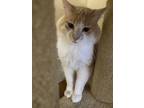 Adopt Limoncello a Domestic Mediumhair / Mixed cat in Monterey, CA (41545469)