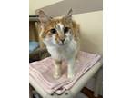 Adopt Rigatoni a Domestic Mediumhair / Mixed cat in Monterey, CA (41545468)