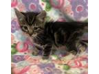 Adopt P.E. a Domestic Shorthair / Mixed cat in San Gabriel, CA (41545455)