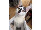 Adopt Dave & Busters a White Domestic Shorthair / Mixed cat in Merrifield