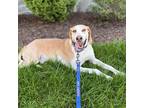 Adopt Sam a Tan/Yellow/Fawn - with White Hound (Unknown Type) / Mixed Breed