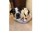 Adopt Lenny Ark is SO Lovable a Black English Pointer dog in Provo