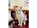 Adopt Cream Puff a Cream or Ivory Domestic Shorthair / Mixed (short coat) cat in