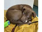 Adopt Wally a St. Bernard / Husky / Mixed dog in Vancouver, BC (41523504)